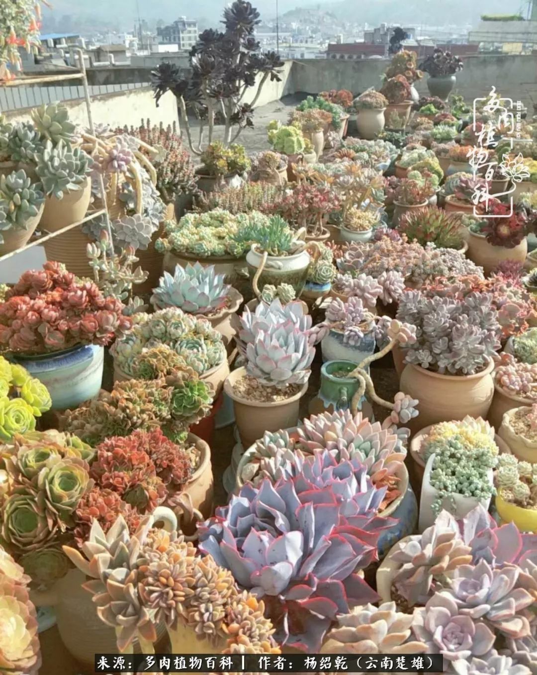 梦中的多肉植物,梦中的多肉花园图片