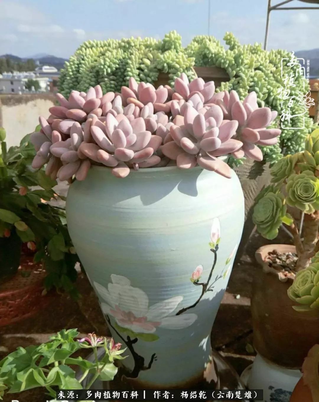 梦中的多肉植物,梦中的多肉花园图片