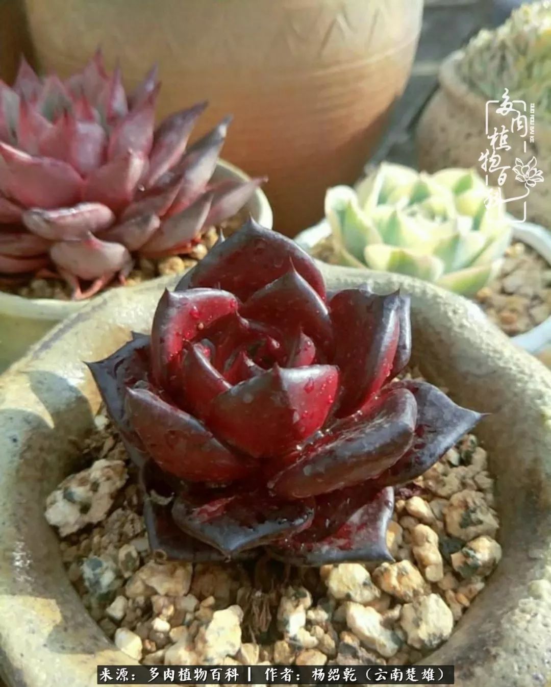 梦中的多肉植物,梦中的多肉花园图片