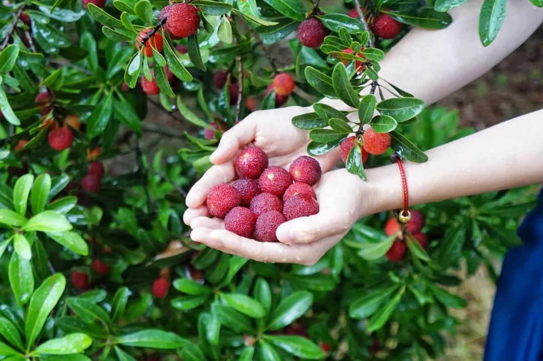 这座跟着周杰伦空降热搜的杨梅味小城,休渔期也能让你吃得满嘴鲜