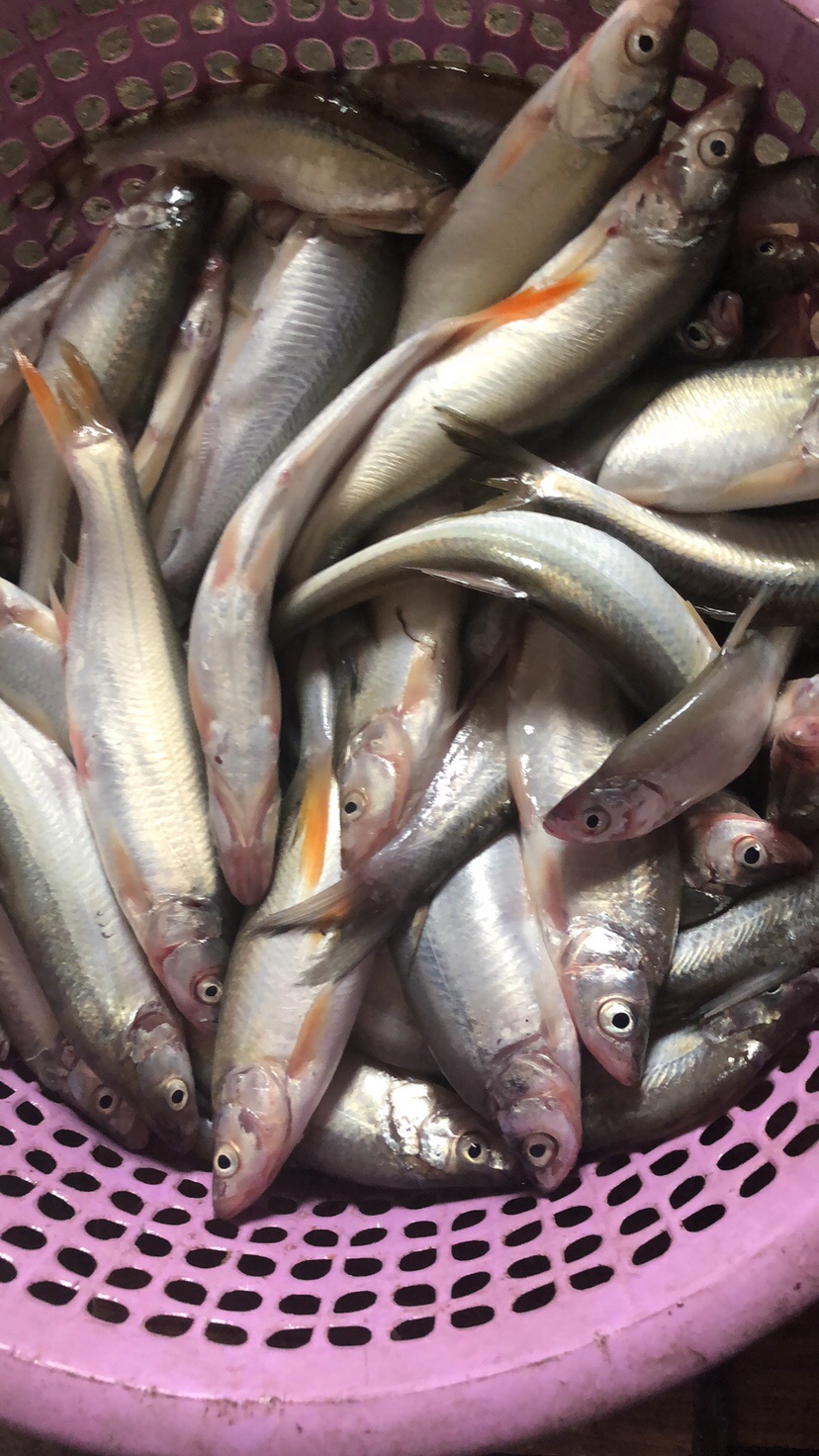 初春河流大水面野钓,大水面滑漂野钓