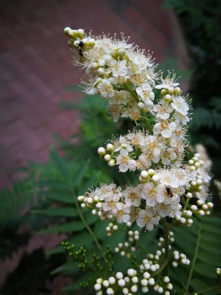 华北珍珠梅的解剖图,雪白雪白的梅花