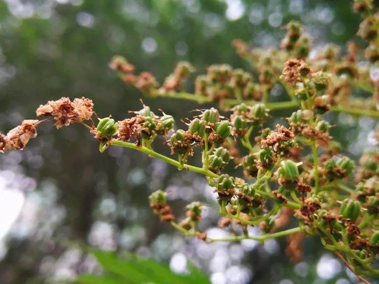 华北珍珠梅的解剖图,雪白雪白的梅花