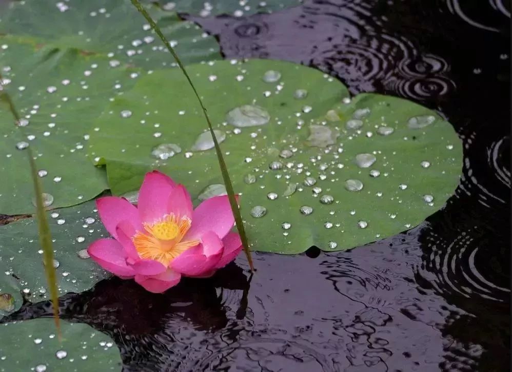 小荷已露尖尖角！陕西这5个清新荷塘雨中沁香，朦胧又诗意~