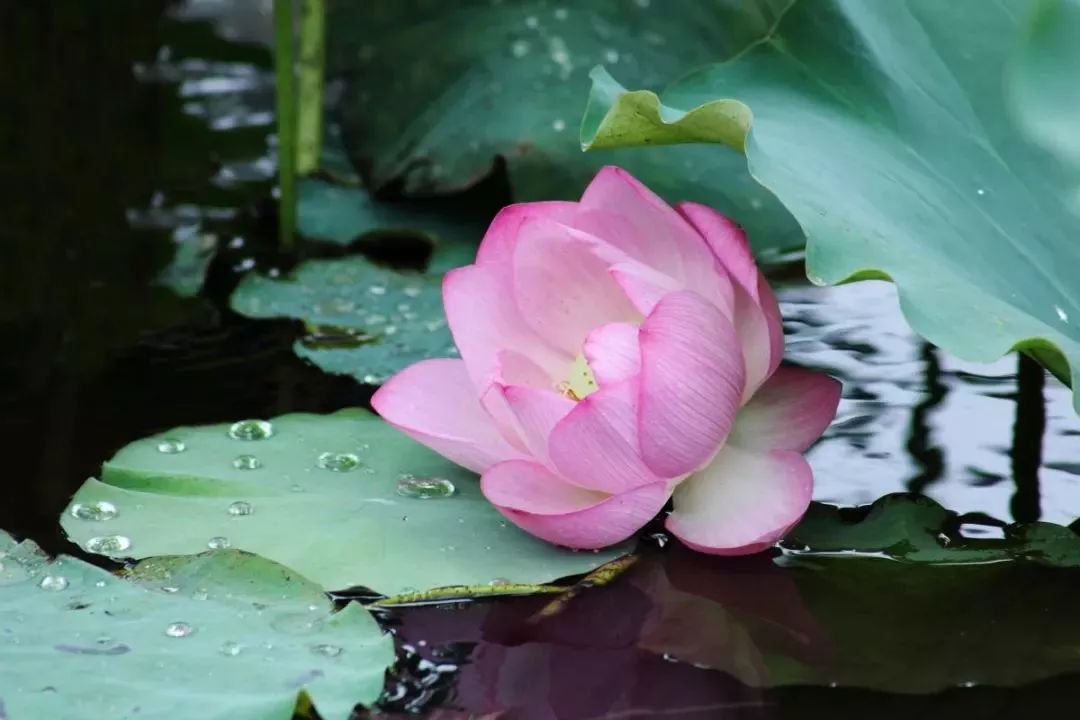 小荷已露尖尖角！陕西这5个清新荷塘雨中沁香，朦胧又诗意~