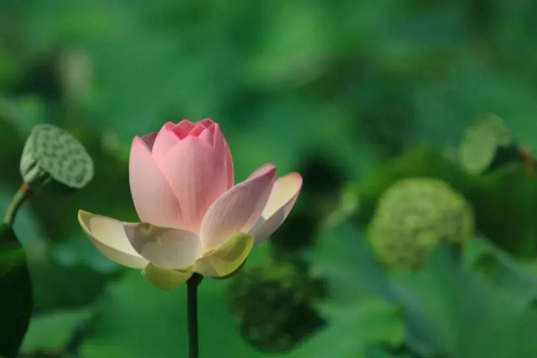 上海赏荷花最好的地方,上海秋冬拍荷花最佳地点