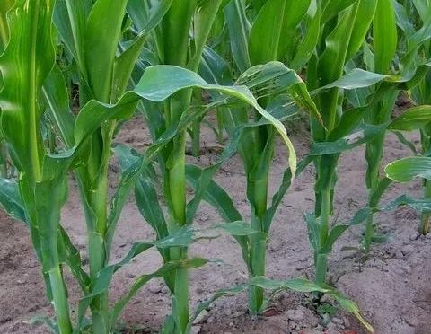 玉米是浅种好还是深种好,玉米是深耕好还是浅耕好