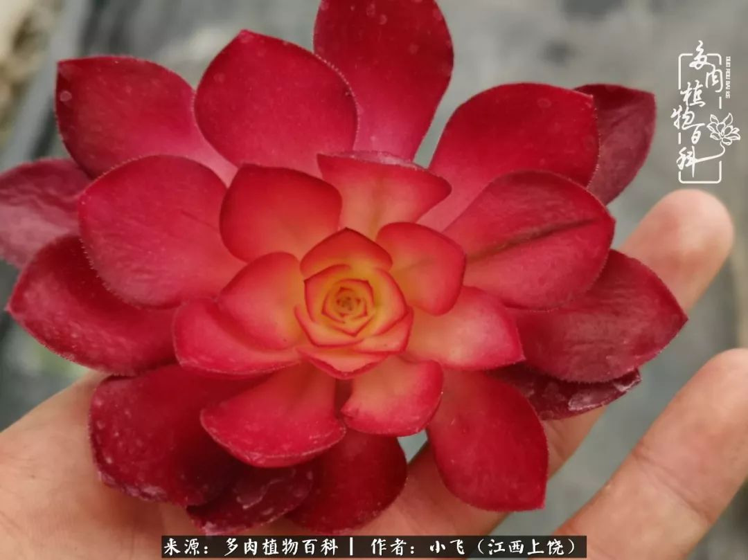 购买美杜莎衣服,法师锦和红覆轮锦一样吗