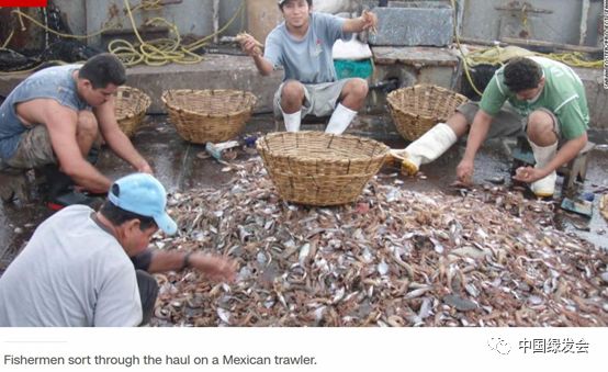 CNN撰文称因壮阳功效而被用于中药材，海马的数量正在减少|绿会关注