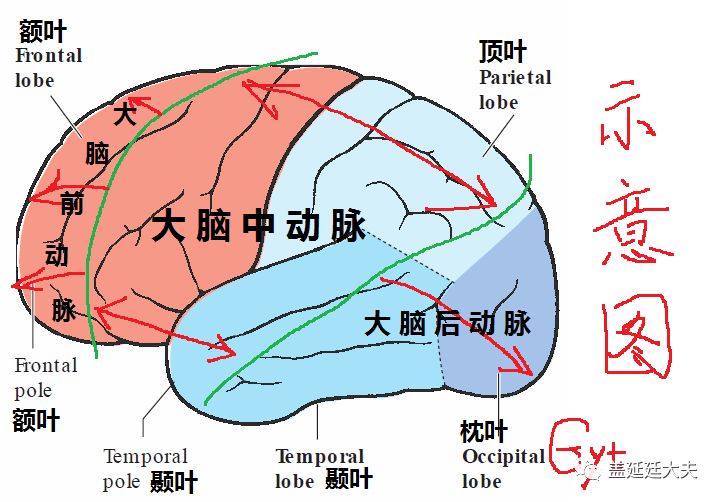 廷·科普||脑动脉血管之“桃园结义”