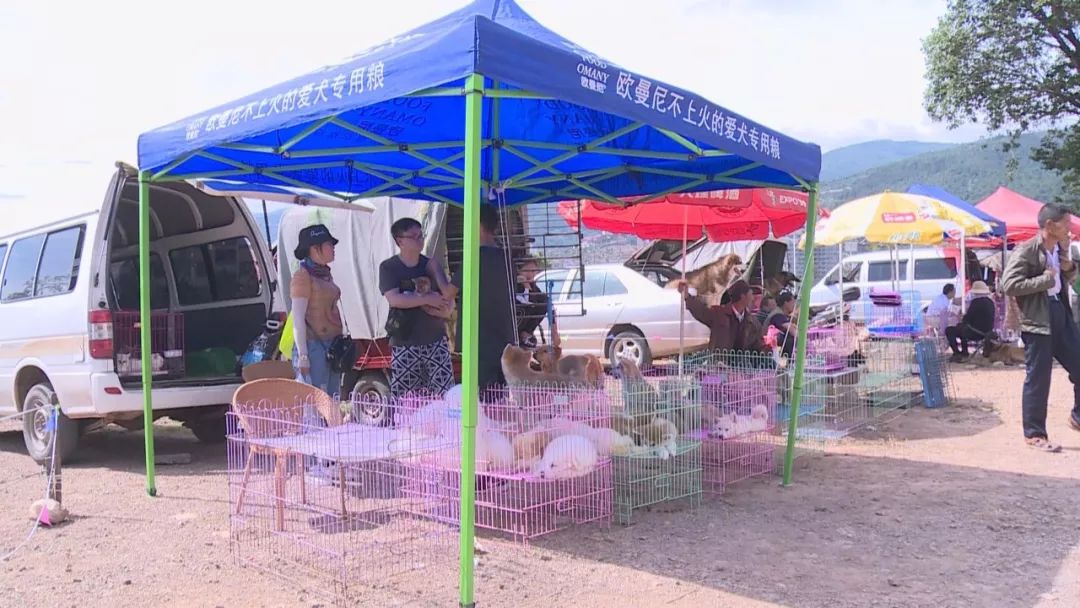 道口狗市场现在搬到哪里,下关狗市场什么时候开