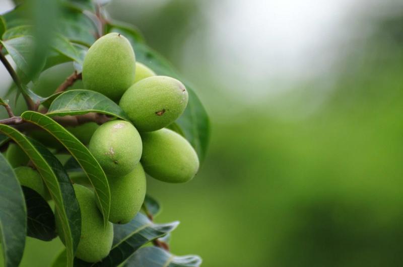 咳嗽吃什么水果最好最快止咳,清肺止咳化痰的食物和水果有哪些