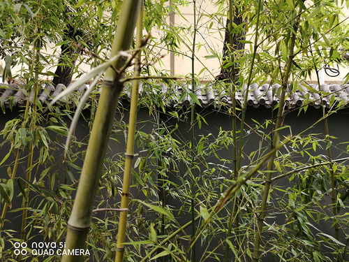 华为nova5i换屏教程,华为nova5ipro