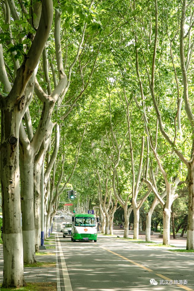 来武汉读书第一年,来武汉上大学的理由