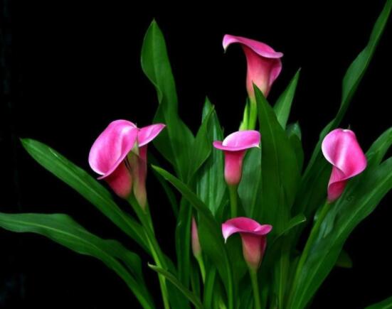 送白色马蹄莲花代表什么含义,莲花各种颜色代表寓意是什么