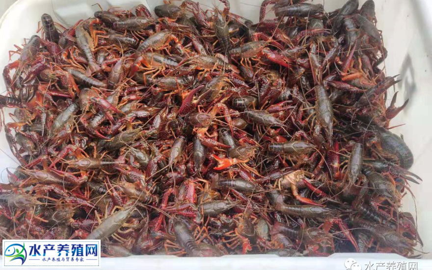 养龙虾真的能挣大钱吗,养龙虾钓龙虾可以挣钱吗