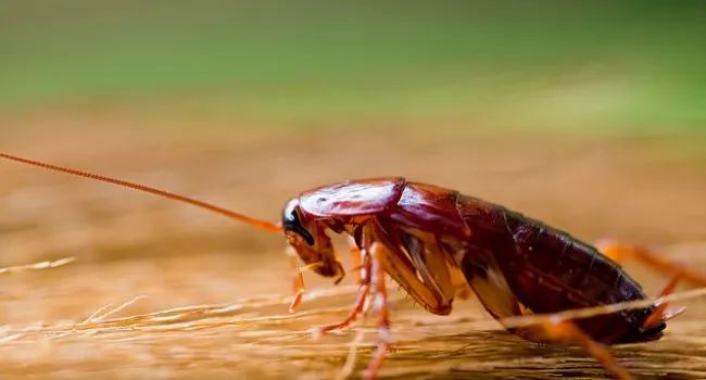 家里的小强怎么防治,家里有小强是什么原因