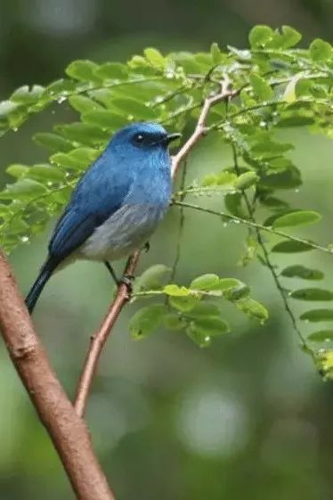 挖到一座免签直飞的超冷门海岛！火山浮潜摸小鹿，好玩秒杀巴厘岛