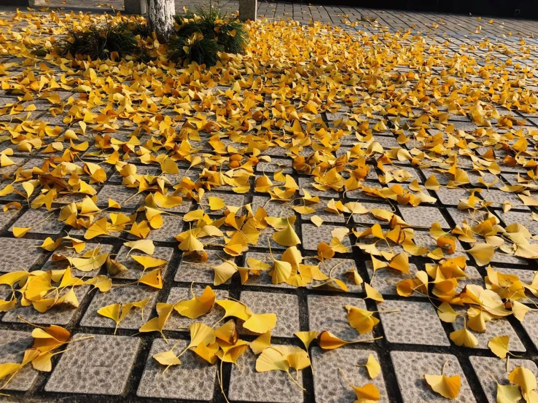 别了！交大城院