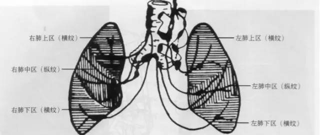 胸部ct解剖结构,胸部x线解读视频