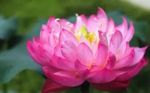 七月寻凉首选地！离上海车程仅1.5h，藏着座解暑小城！赏花赏水更赏情，藏着让人静下来的神奇魔力