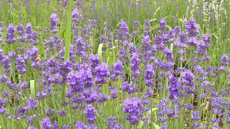 紫金苑风光无限,紫金苑景区花海