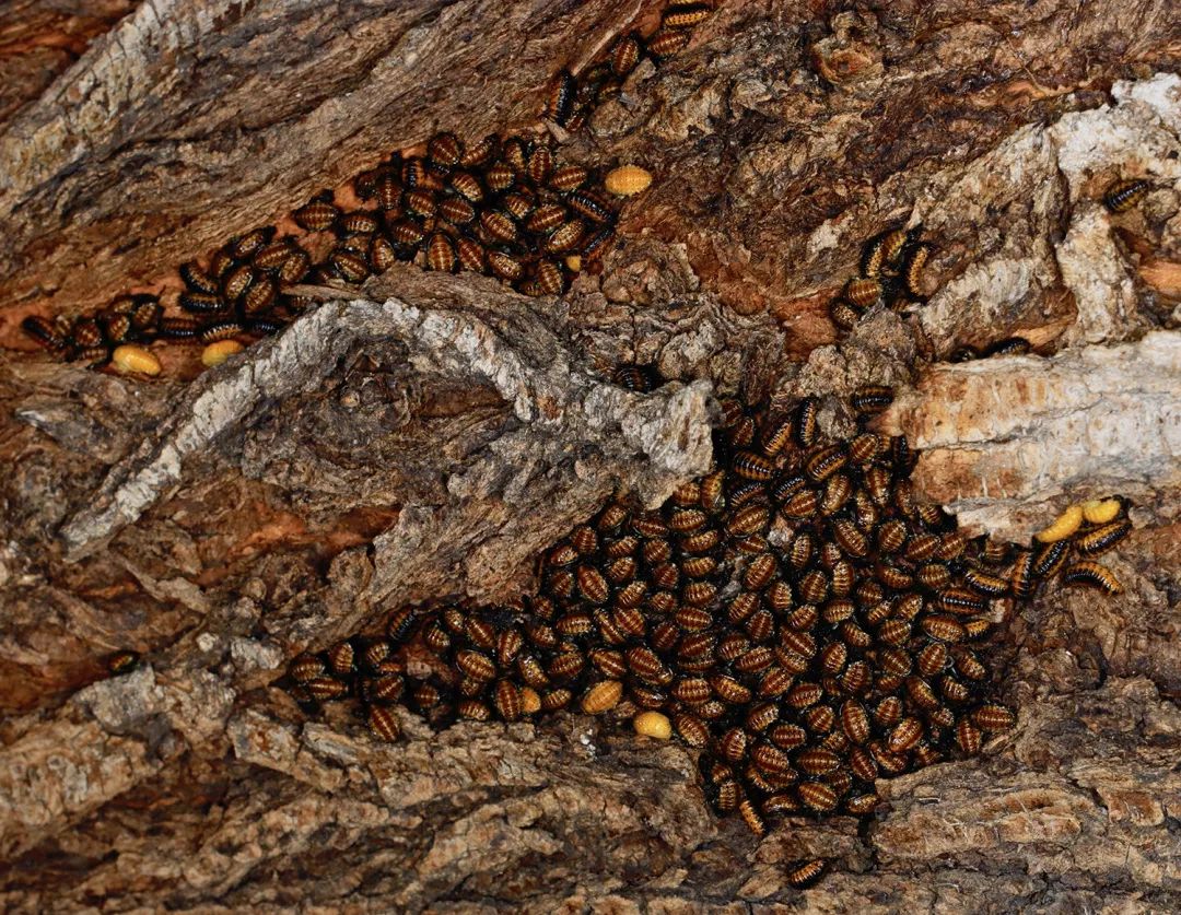 见到虫子很害怕怎么办,见到光就飞过来的虫子怎么去除