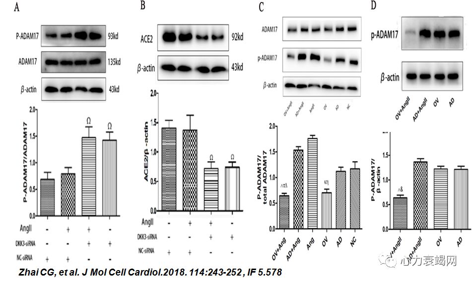 「2019CIHFC」张运教授:ADAM17—糖尿病性心肌病干预的新靶点