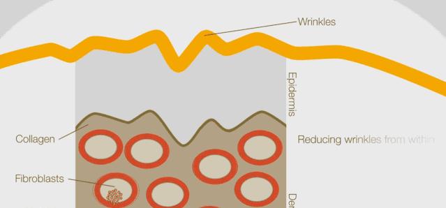 粉丝提问口服胶原蛋白真的有用吗,粉丝问坚果怎么选