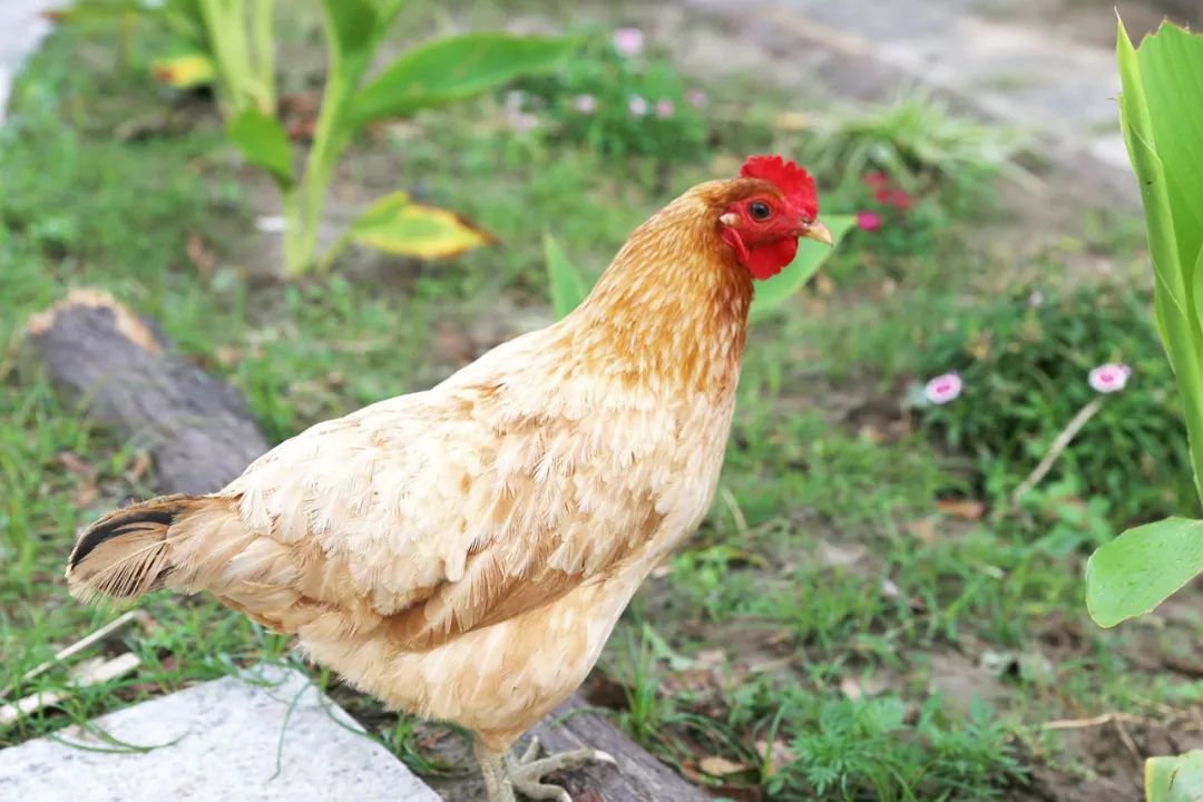 魔都新晋网红打卡地龙华会,魔都十六个网红打卡地方在哪