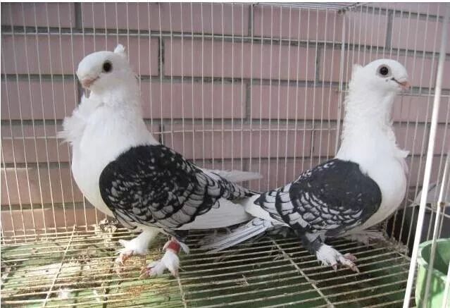 鸽子和鸽子打架是什么原因,看见两只鸽子打架的预兆