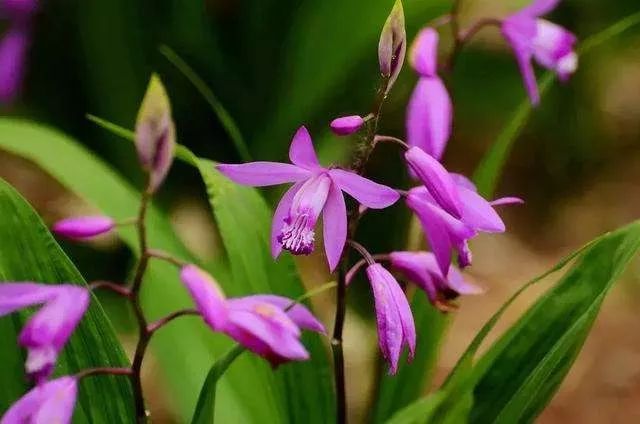 白芨花朵叶子的功效与作用,白芨的美容功效与作用及禁忌症