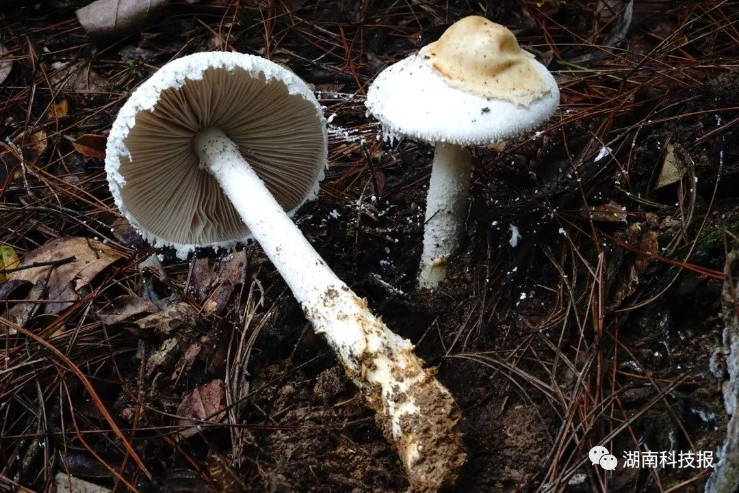 误食毒蘑菇的症状,误食毒蘑菇临床表现