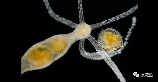 显微镜看到的藻类微生物形态图,藻类浮游生物