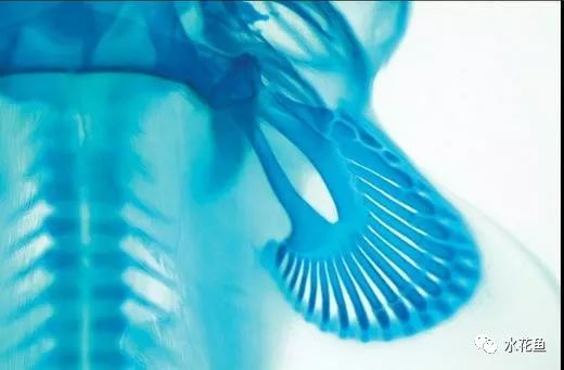 水中常见的藻类微生物图片,藏在水下的生物