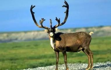 张掖的由来,什么是张掖