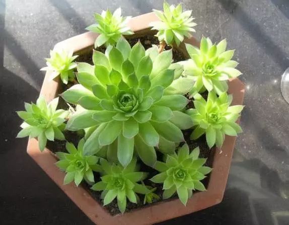 多肉观音莲长出很多小的怎么办,观音莲多肉叶子往下耷拉怎么回事