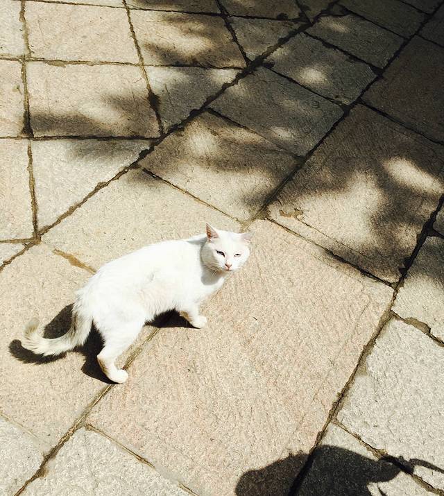 五台山游记200字,五台山七日朝拜攻略