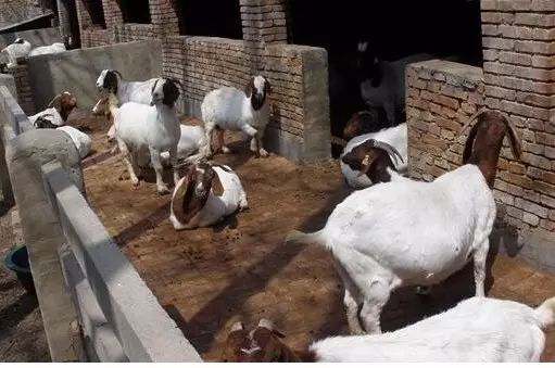 养牛和养羊和养猪哪个更赚钱,养猪与养牛养羊哪个更有前途