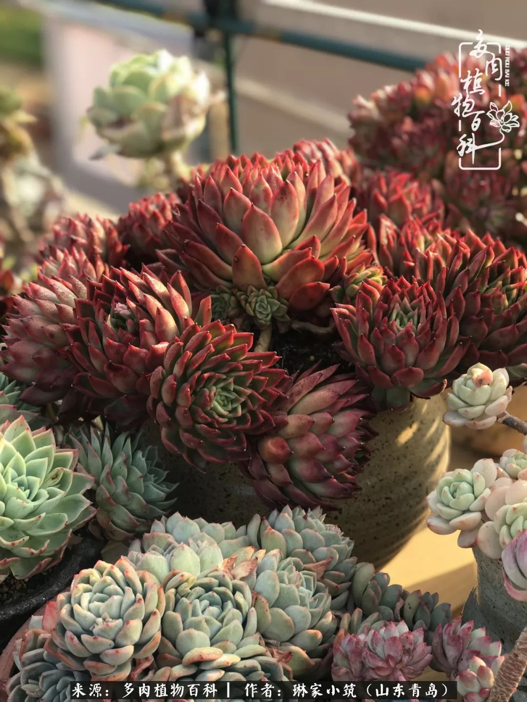 夏天已过一半你们的多肉还好吗,夏天已过半