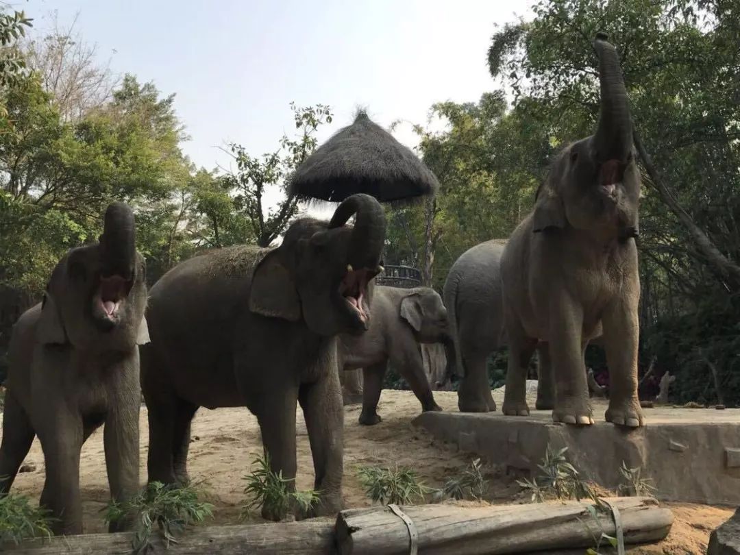 广州长隆动物园亲子游攻略三日游,广州长隆动物园游玩攻略