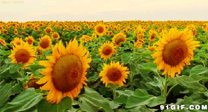 寻乡·觅趣||金色花海、花田美食...游仙芙蓉花溪葵花节等你来狂欢！