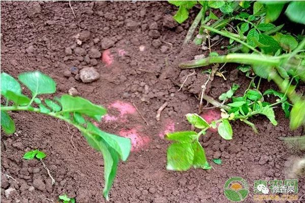 马铃薯晚疫病的主要防治方法,马铃薯晚疫病发病过程和症状