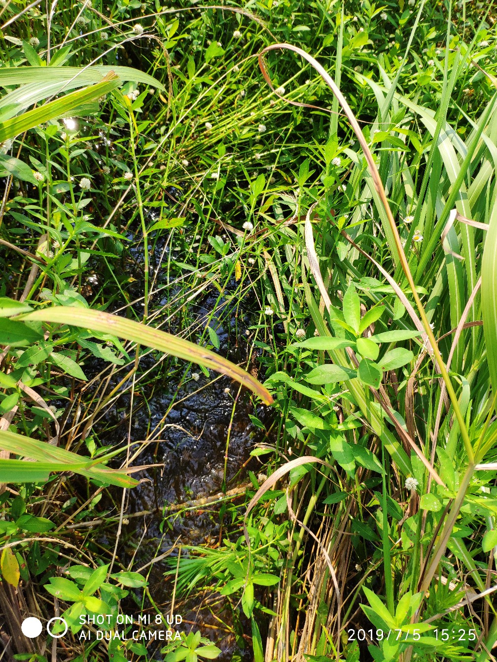 黑鱼钓上岸了怎么办,黑鱼新手