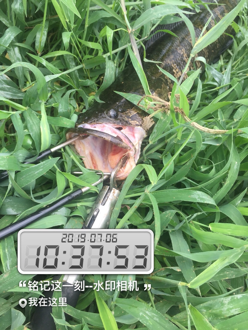 雷强2020年视频,2019雷强视频