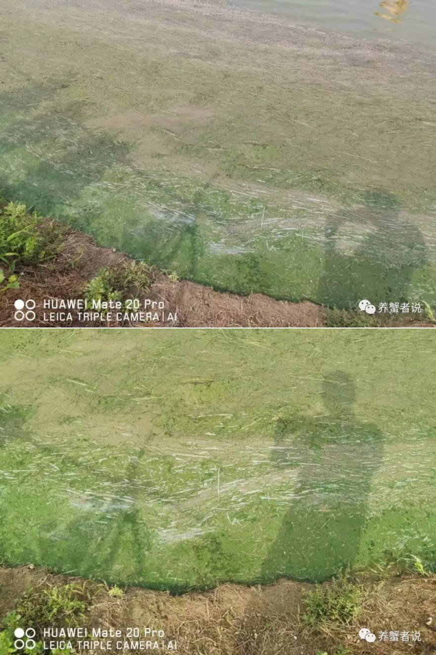 虾蟹塘怎么预防轮虫,虾蟹塘连续阴雨天如何管理