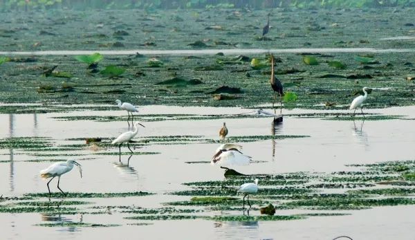 2023衡水湖马拉松是a1赛事吗,2022年衡水湖国际马拉松比赛日期