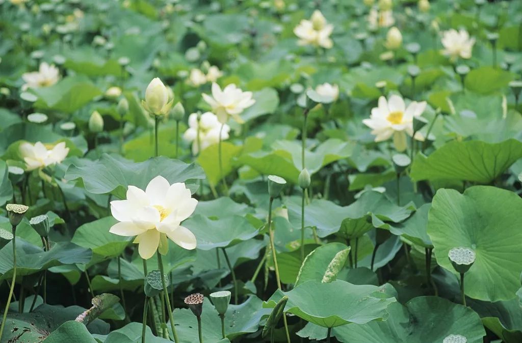 百年之后，并蒂莲开；想你时，有花的味道……