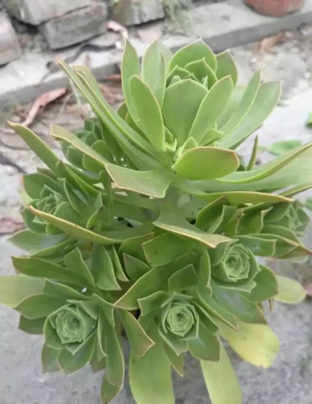 绿羊绒和香腹啥区别,绿羊绒是什么样的