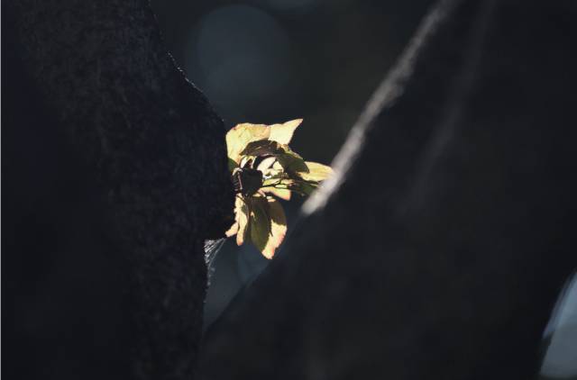 拍照模糊如何去掉,拍照模糊怎么办